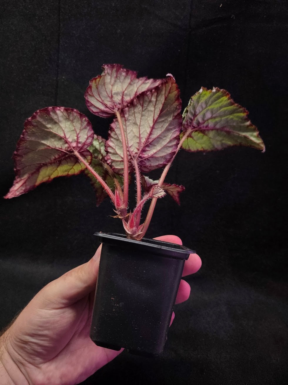 Begonia Rex Watermelon Splash #03