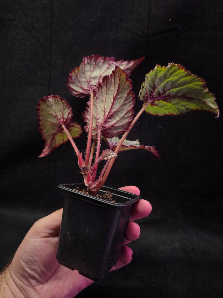 Begonia Rex Watermelon Splash #03