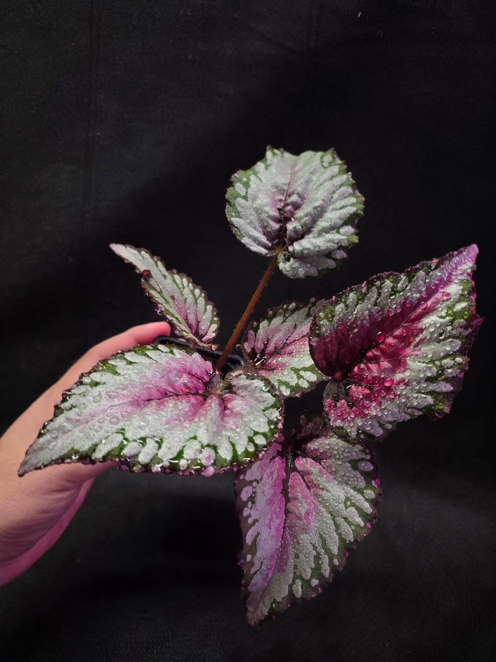 Begonia Rex Watermelon Splash #03
