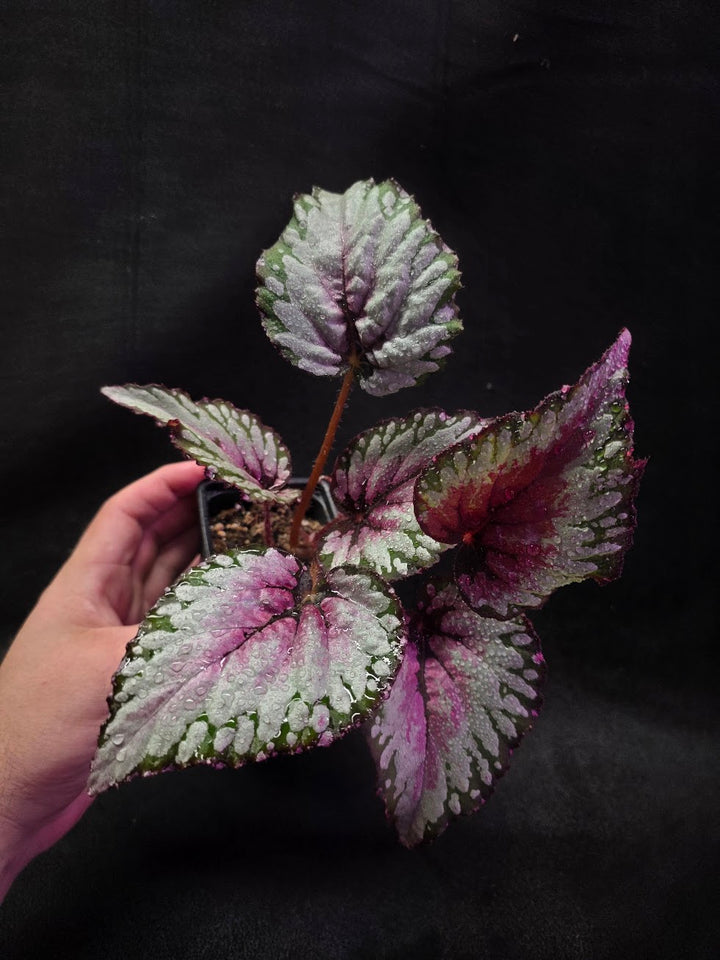 Begonia Rex Watermelon Splash #03