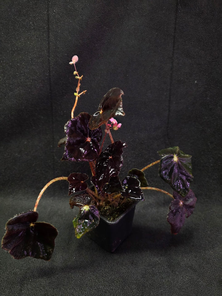 Begonia Black Mamba #02