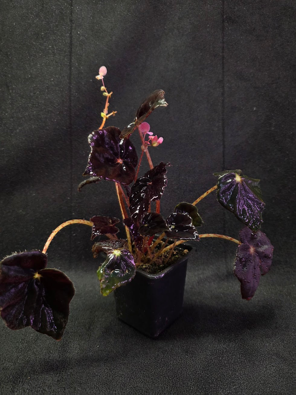Begonia Black Mamba #02