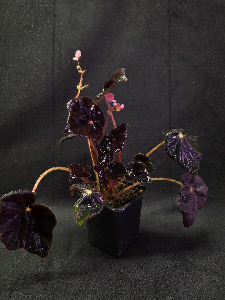 Begonia Black Mamba #02