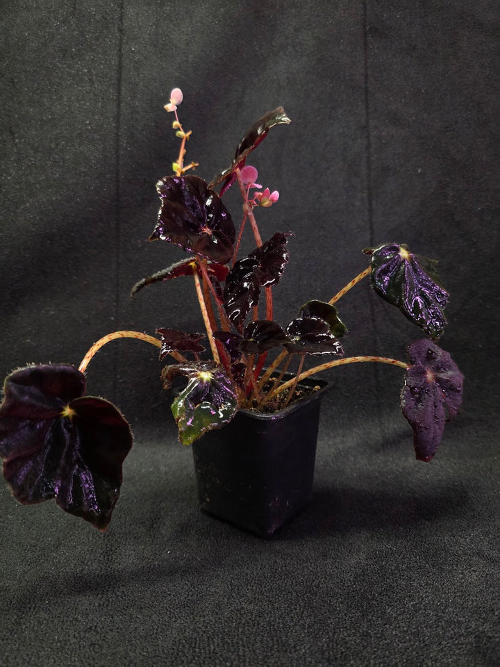 Begonia Black Mamba #02