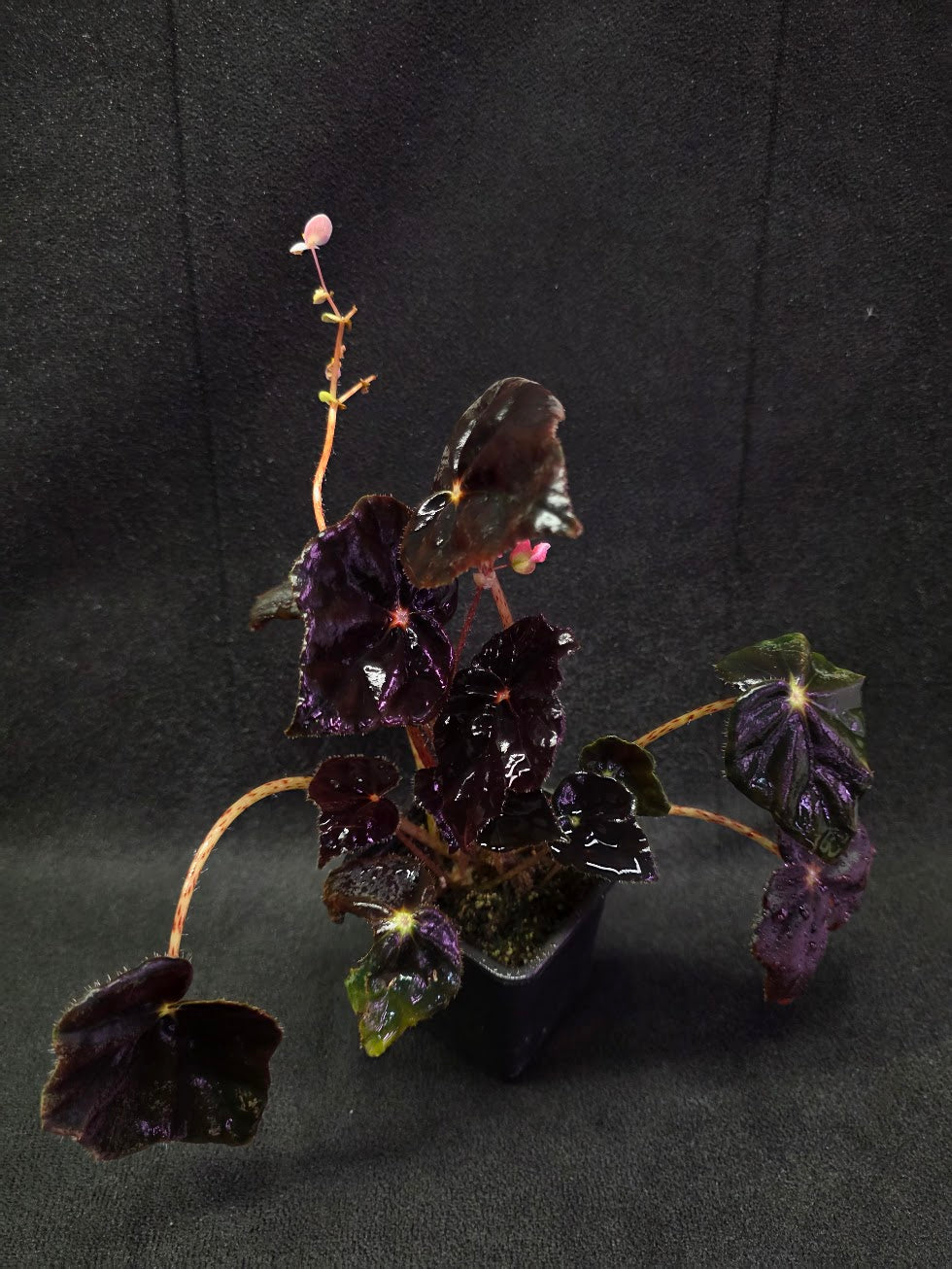 Begonia Black Mamba #02