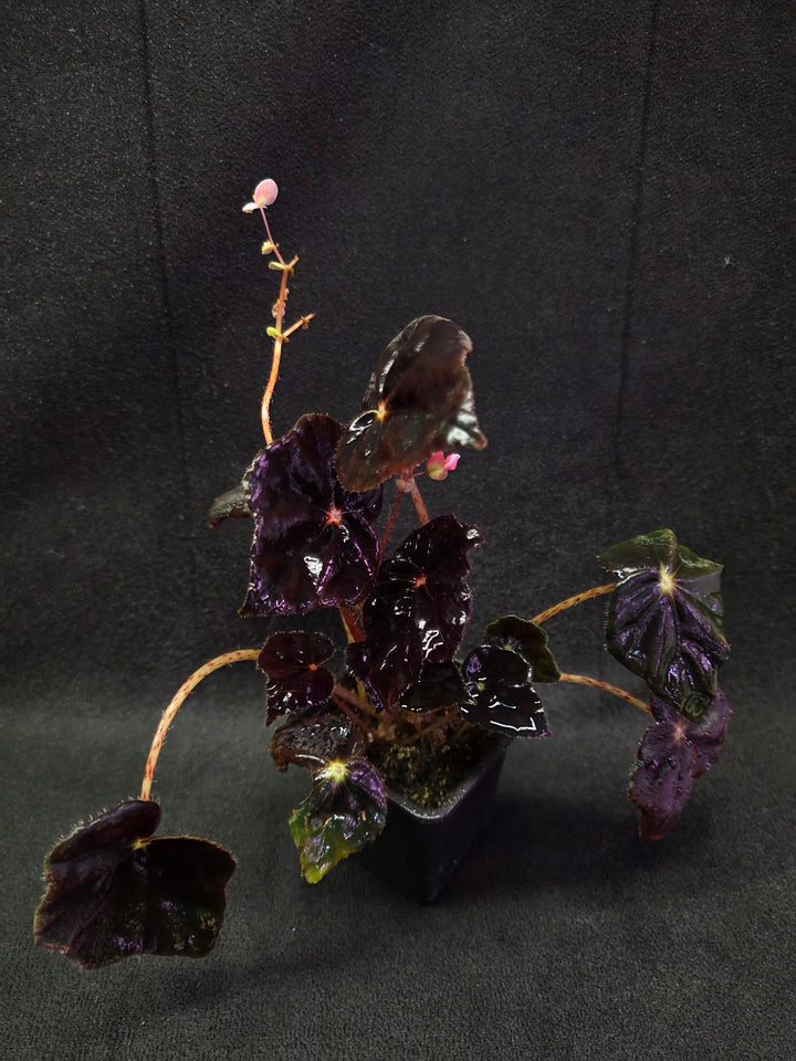 Begonia Black Mamba #02