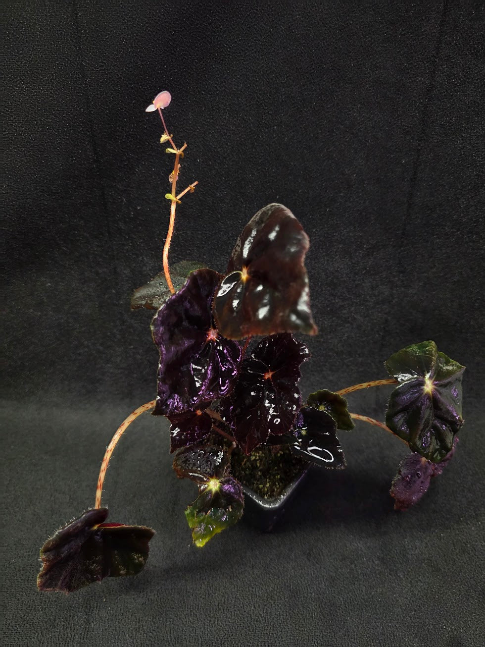 Begonia Black Mamba #02