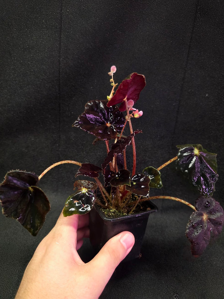 Begonia Black Mamba #02