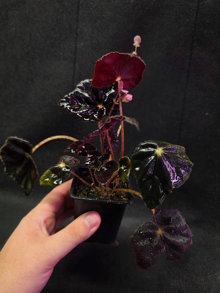 Begonia Black Mamba #02