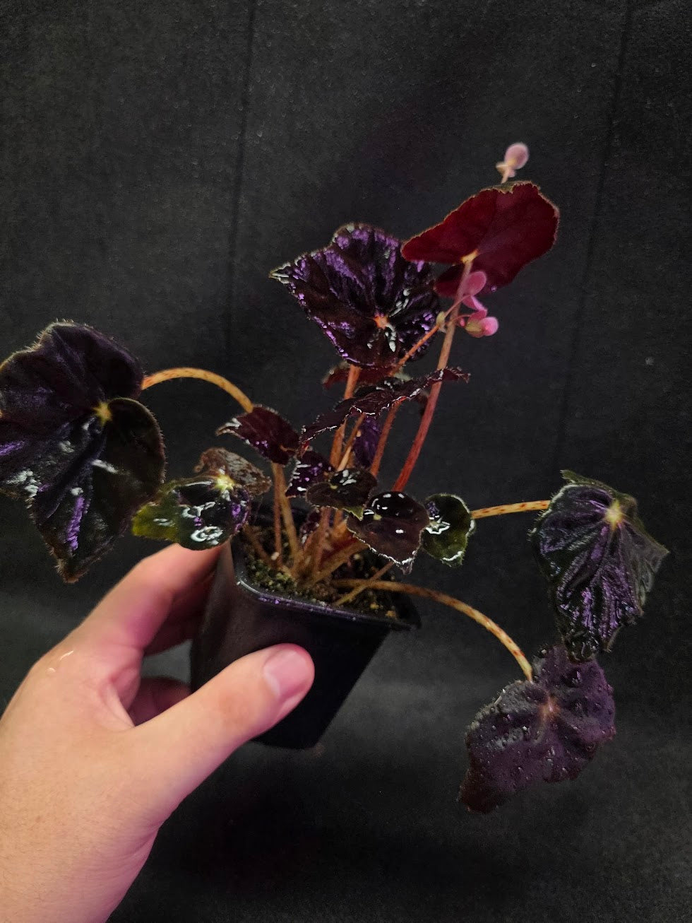 Begonia Black Mamba #02