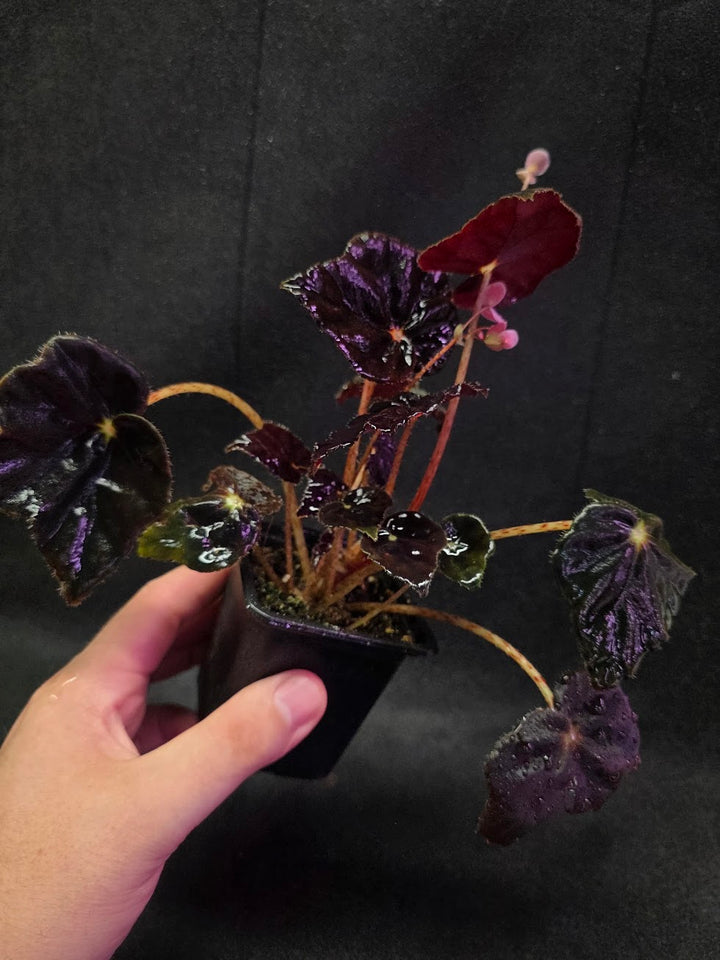 Begonia Black Mamba #02
