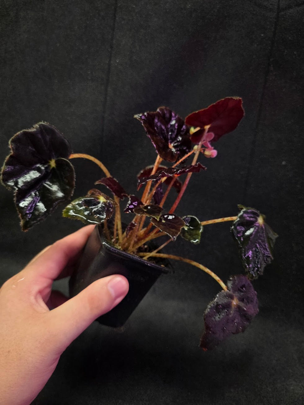 Begonia Black Mamba #02