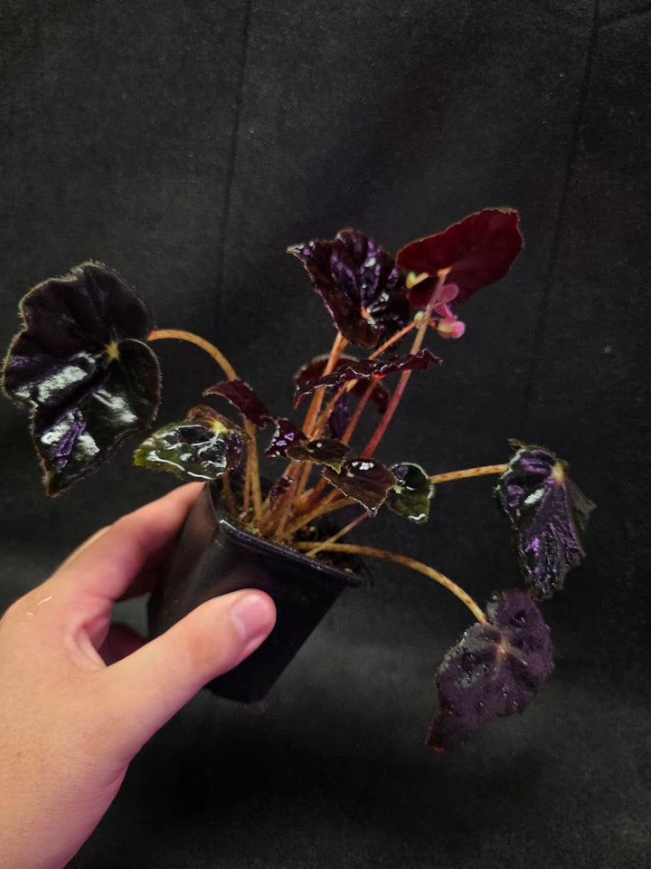 Begonia Black Mamba #02