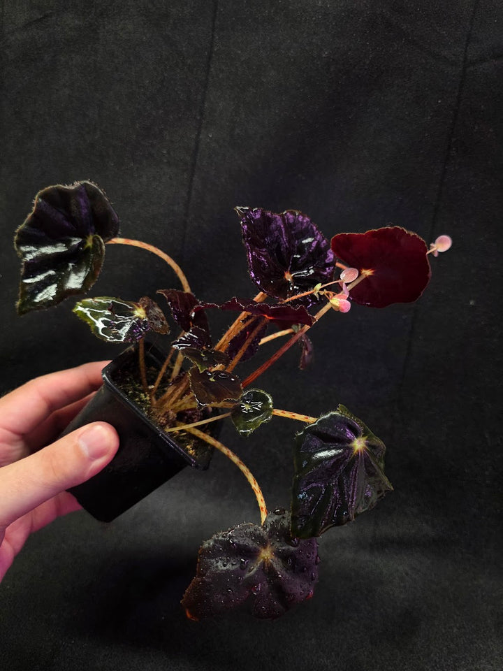 Begonia Black Mamba #02
