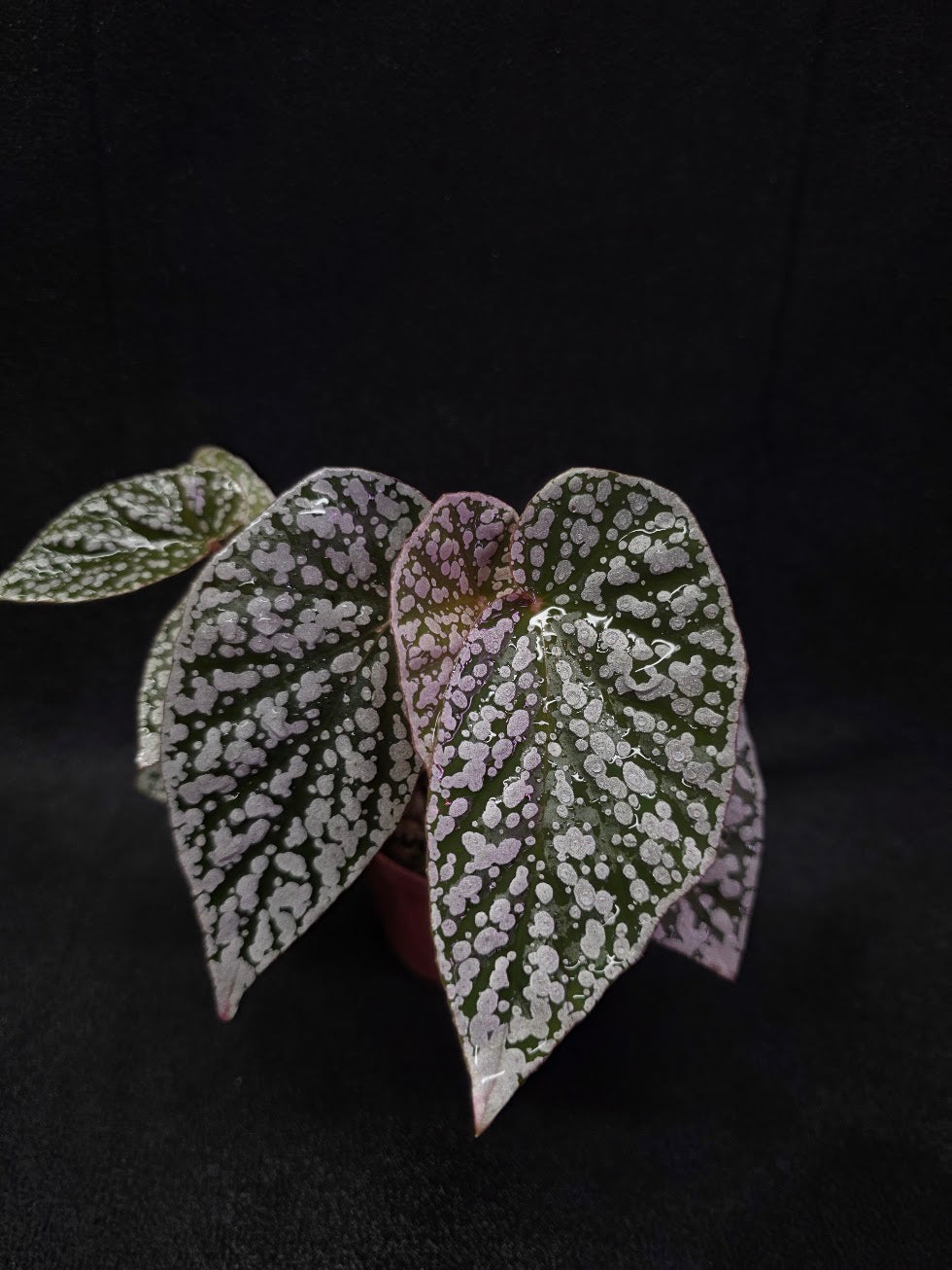 Begonia Snow Cap #01