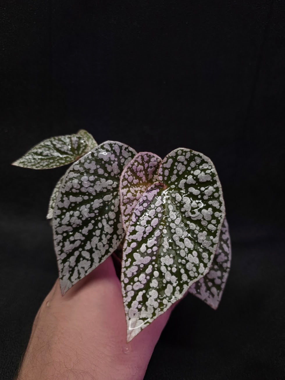 Begonia Snow Cap #01