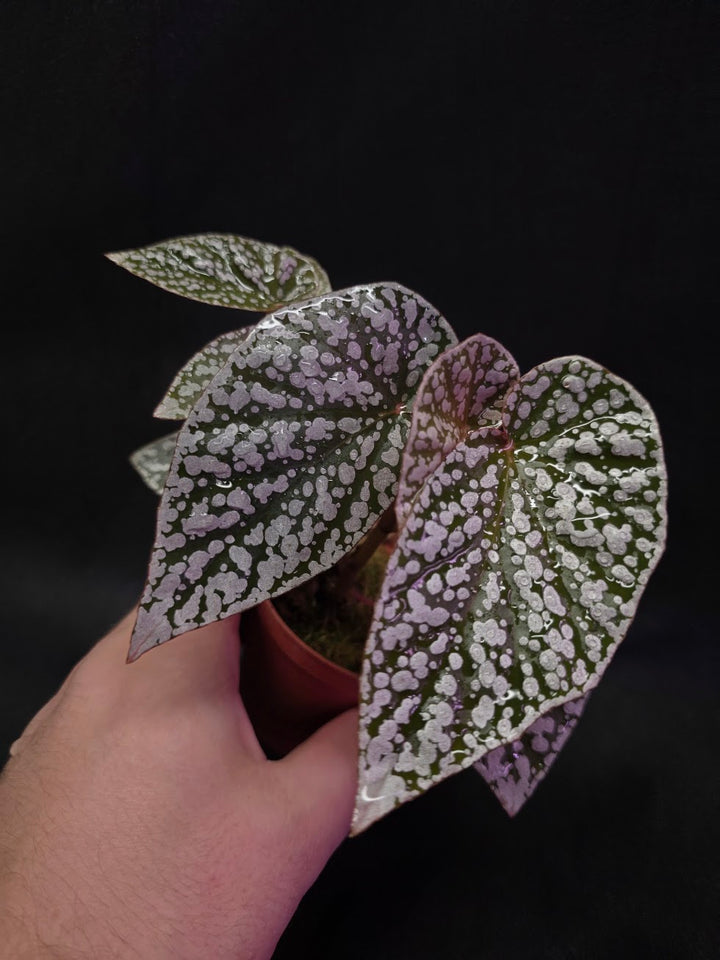 Begonia Snow Cap #01