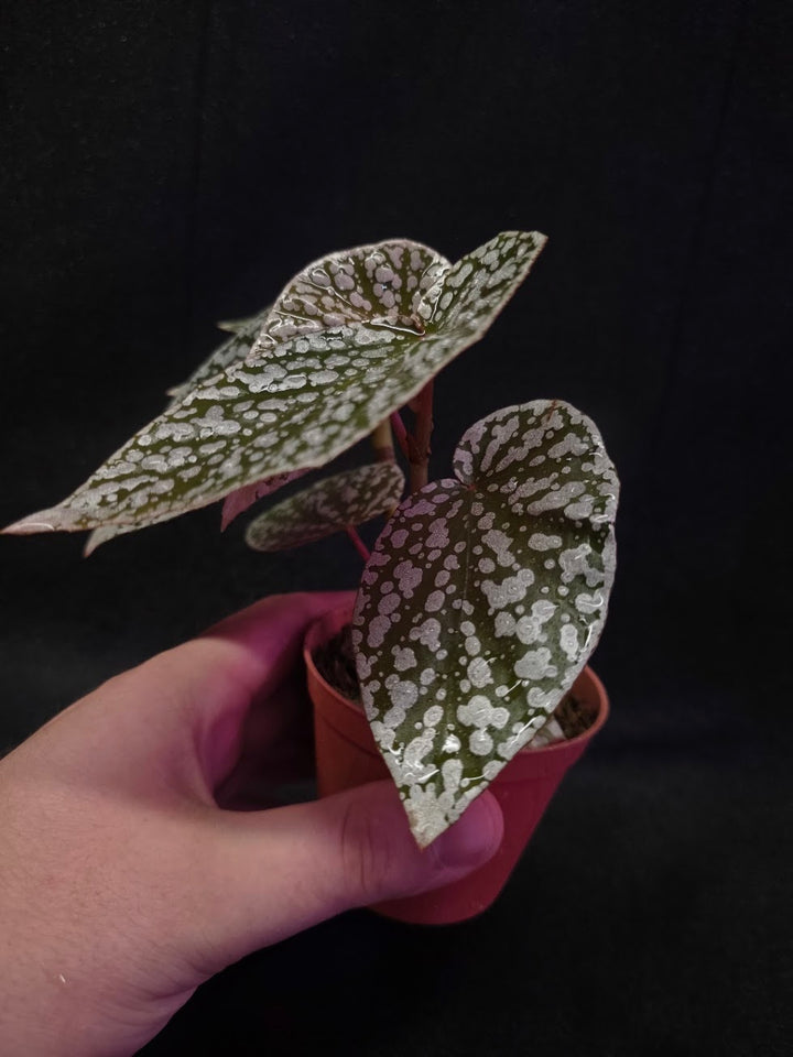 Begonia Snow Cap #01