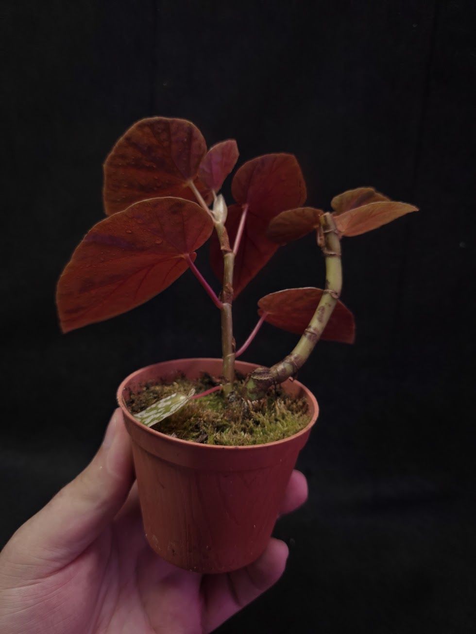 Begonia Snow Cap #01