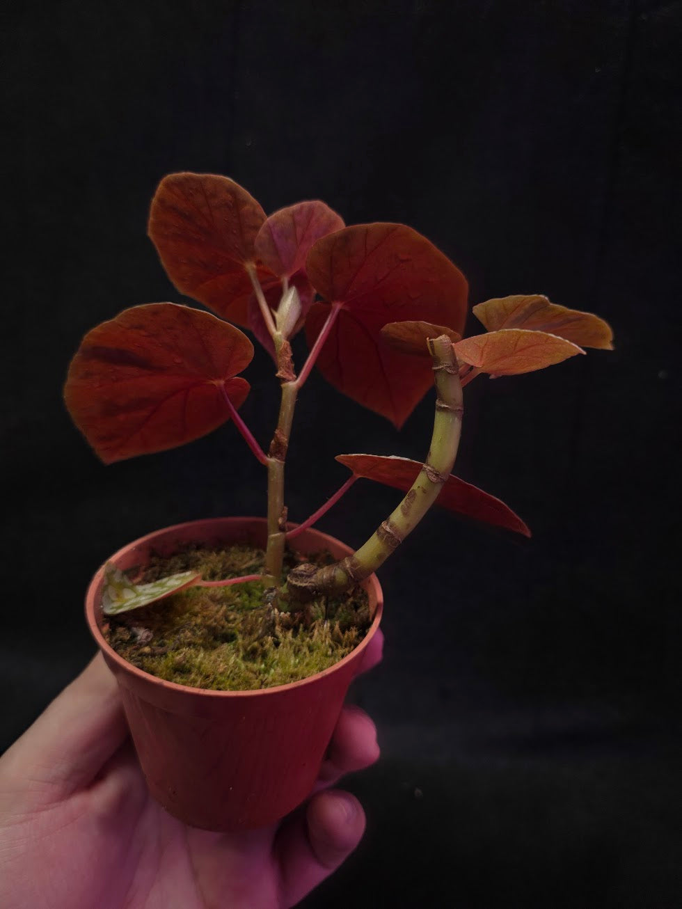 Begonia Snow Cap #01