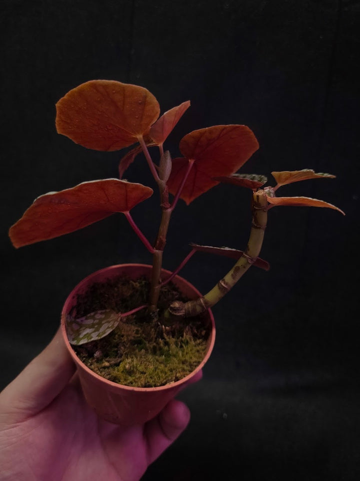 Begonia Snow Cap #01