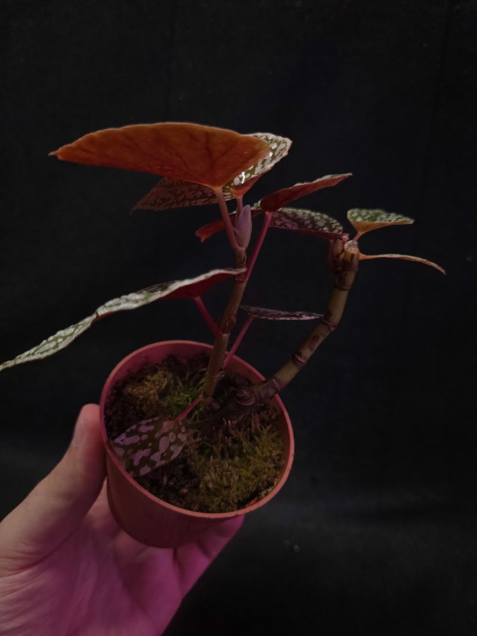 Begonia Snow Cap #01