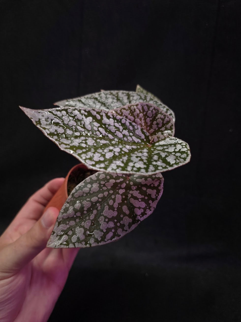 Begonia Snow Cap #01
