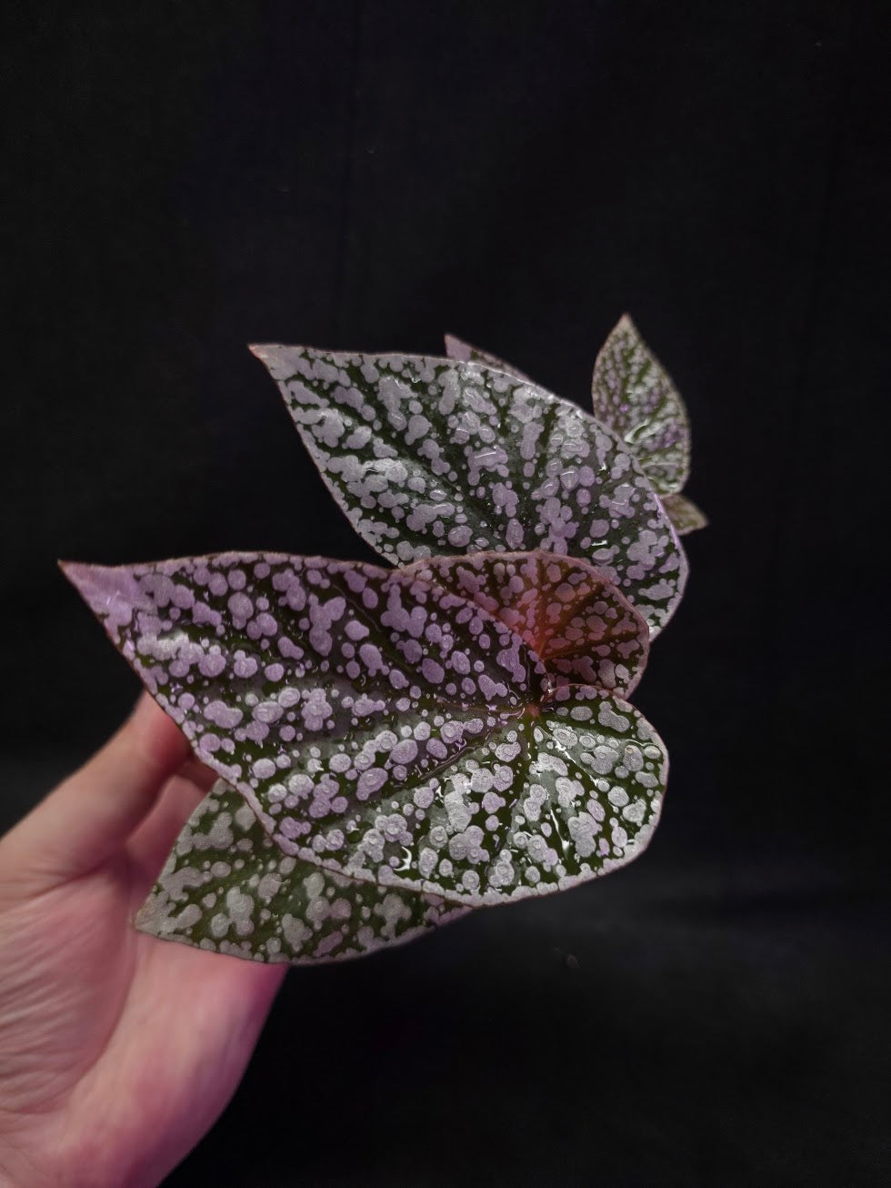Begonia Snow Cap #01