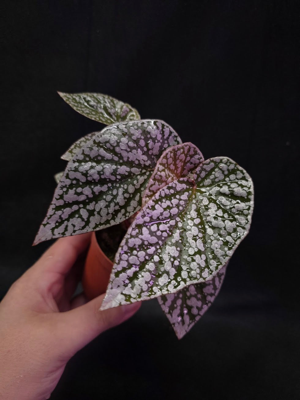 Begonia Snow Cap #01