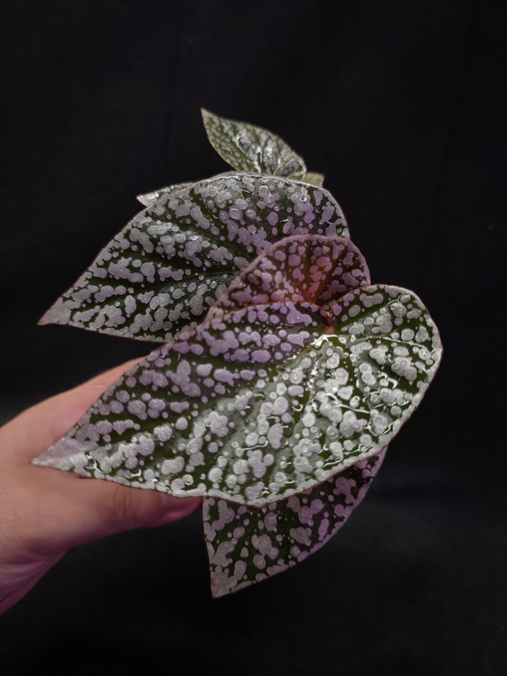 Begonia Snow Cap #01