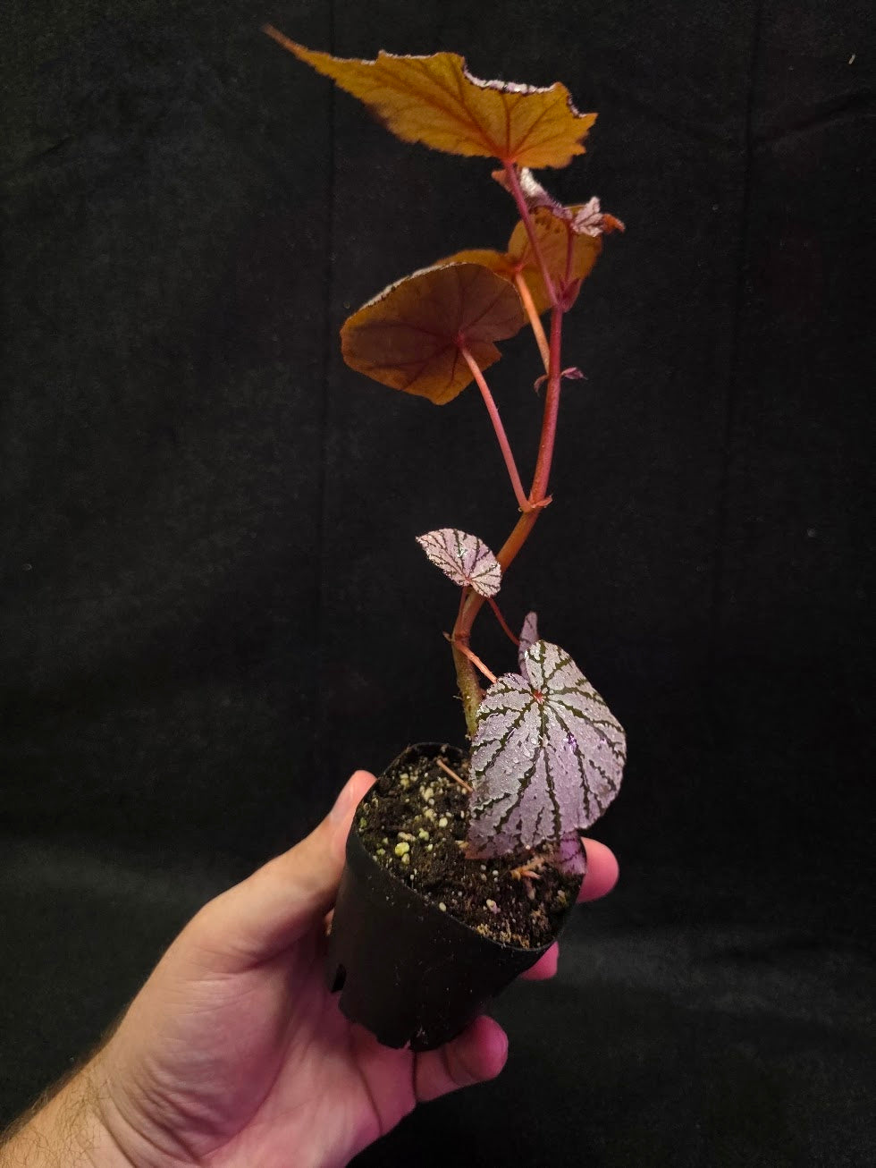 Begonia Ashura #01
