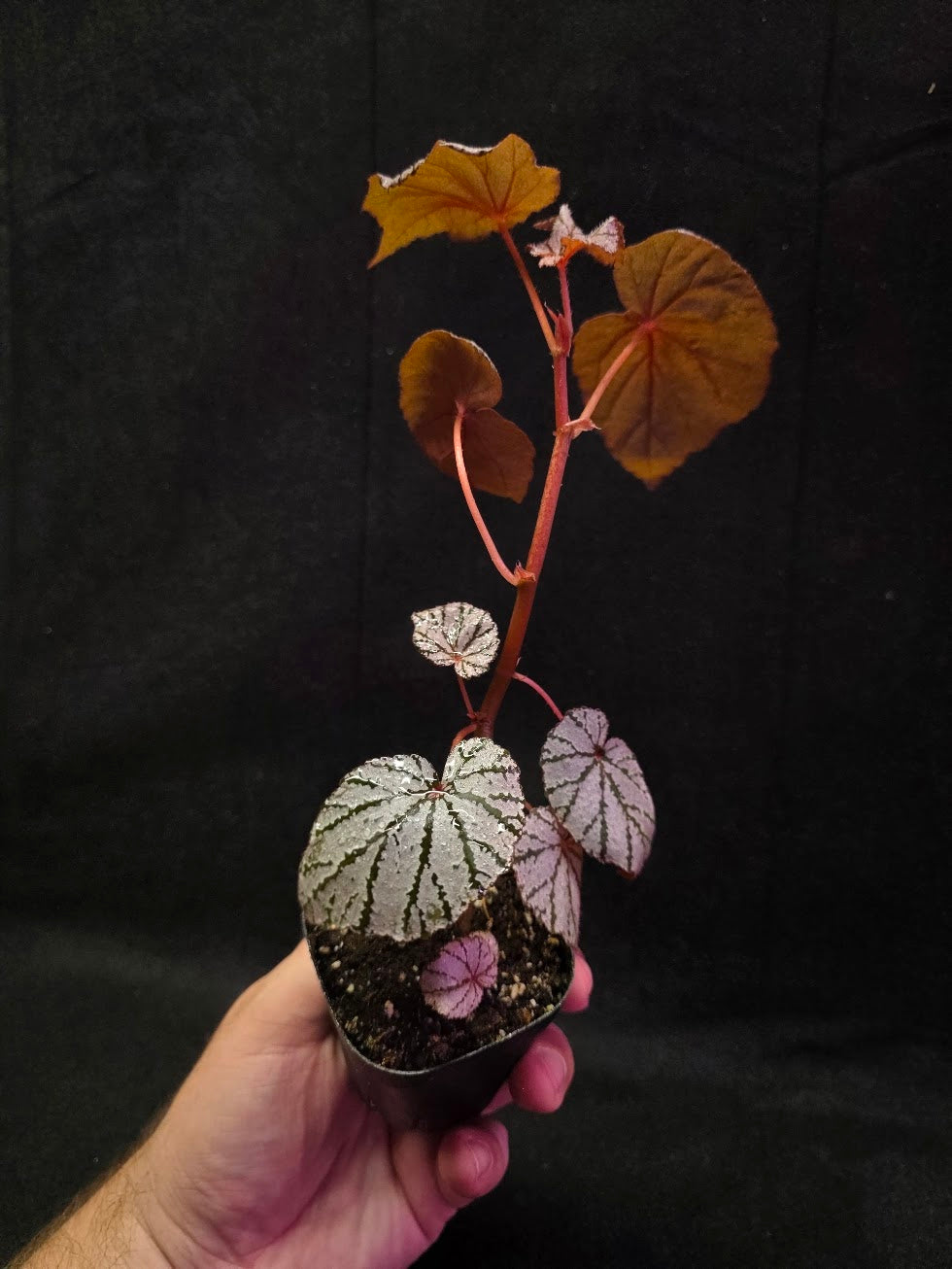 Begonia Ashura #01