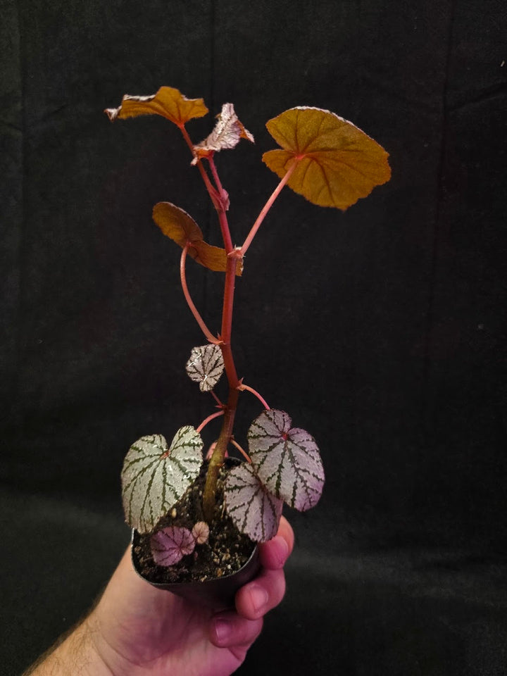 Begonia Ashura #01
