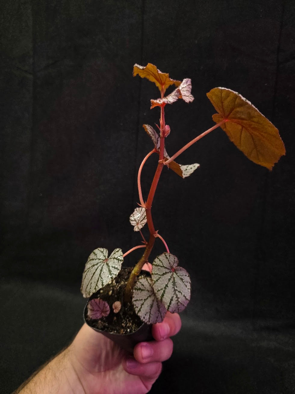 Begonia Ashura #01