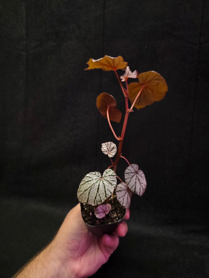 Begonia Ashura #01