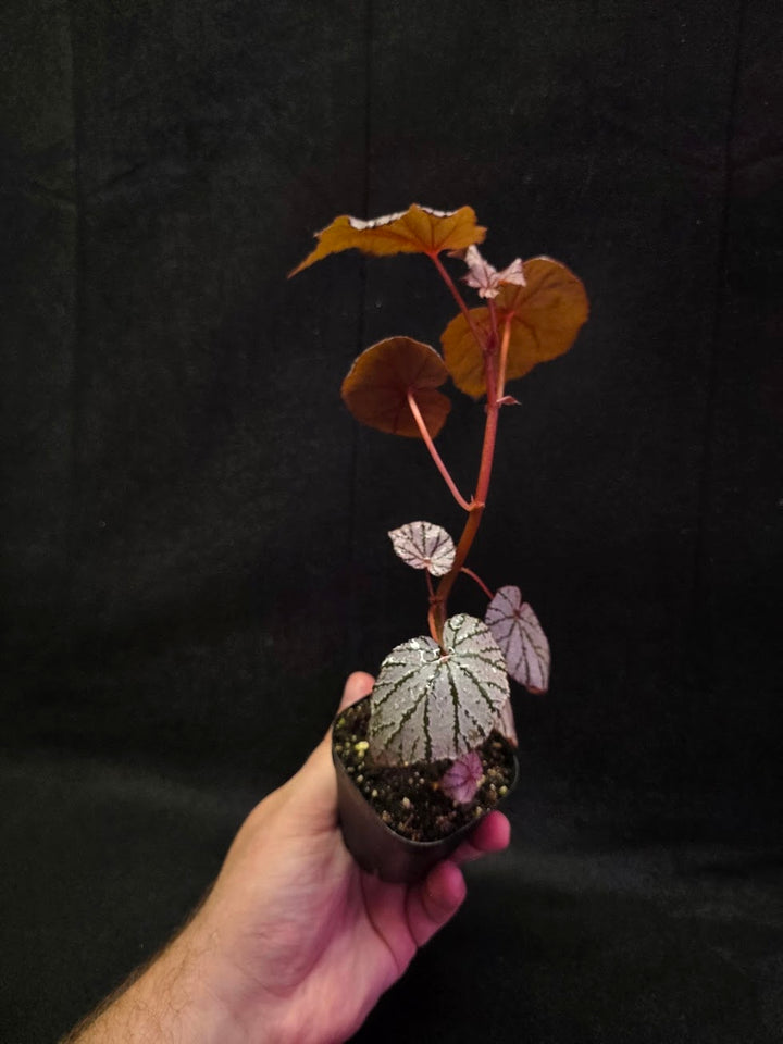 Begonia Ashura #01
