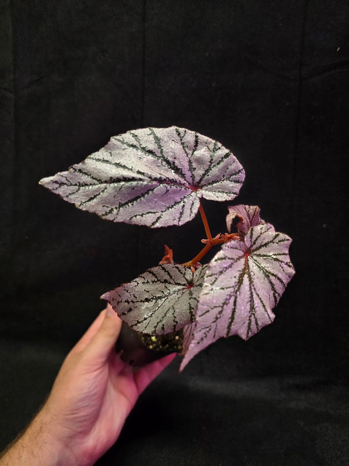 Begonia Ashura #01