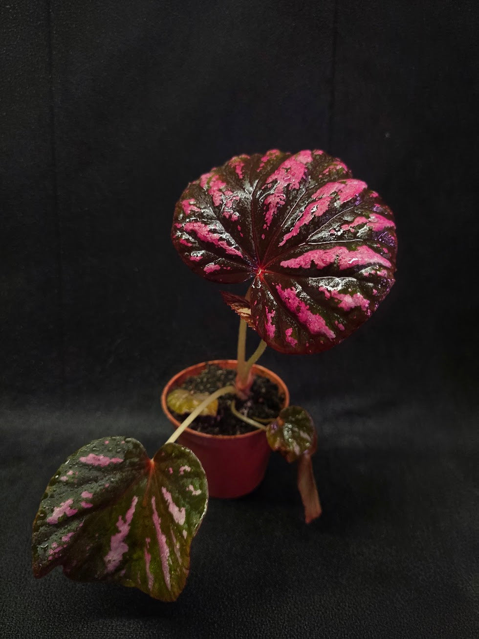Begonia Candy Stripe #01