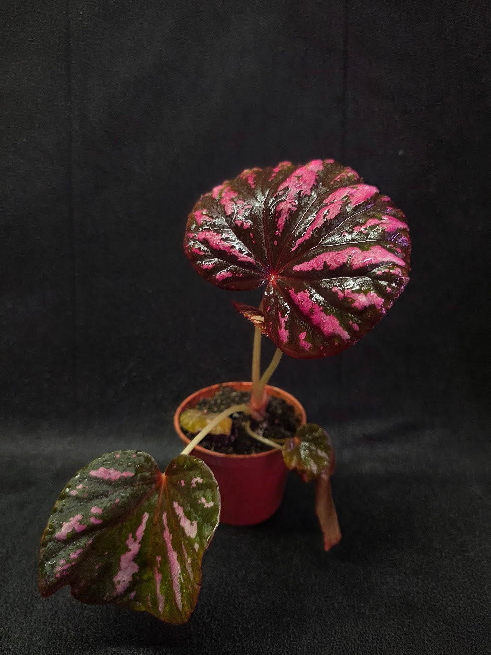 Begonia Candy Stripe #01