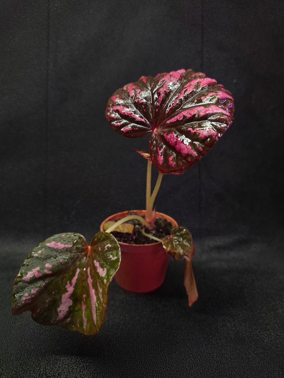 Begonia Candy Stripe #01