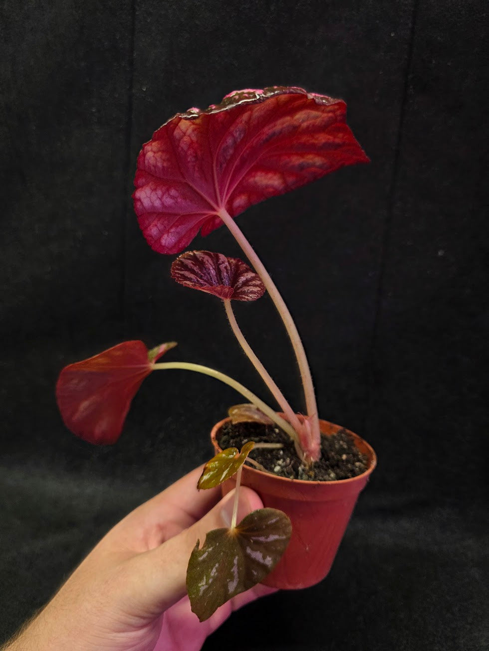 Begonia Candy Stripe #01