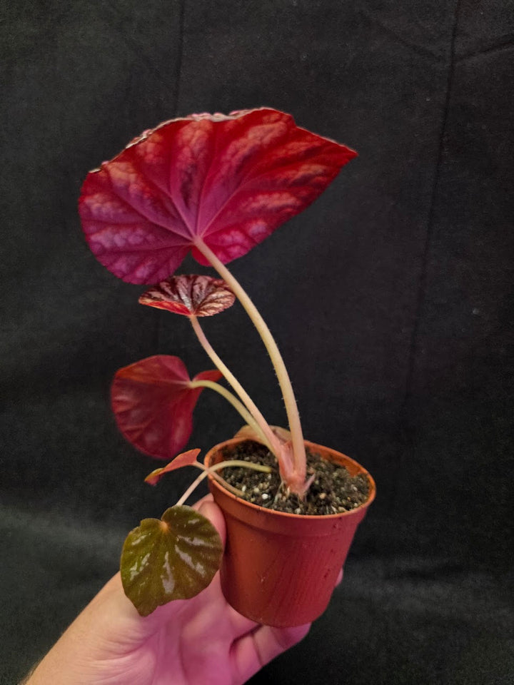 Begonia Candy Stripe #01