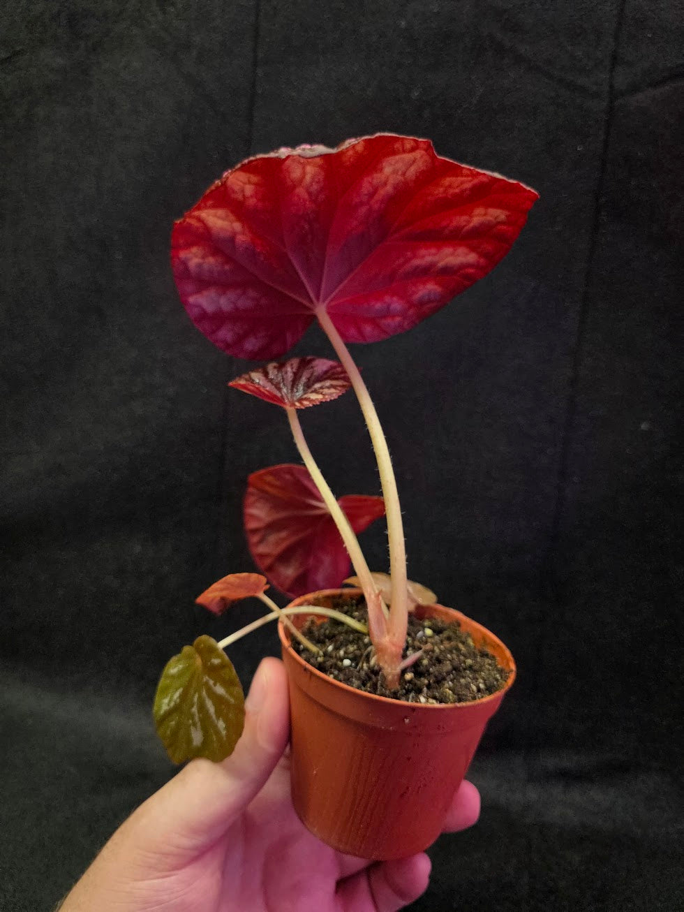 Begonia Candy Stripe #01