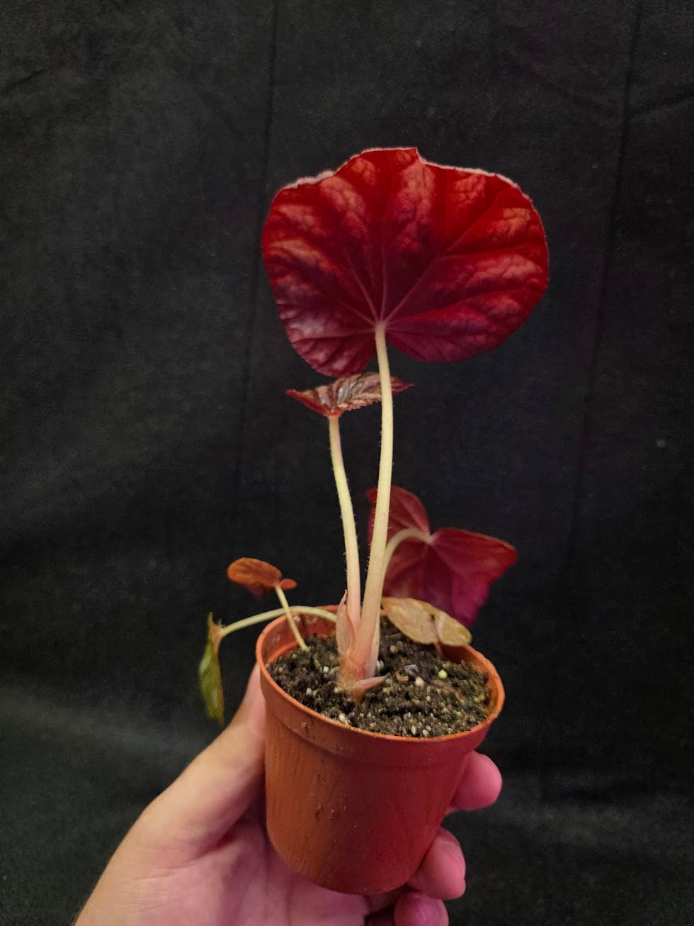 Begonia Candy Stripe #01
