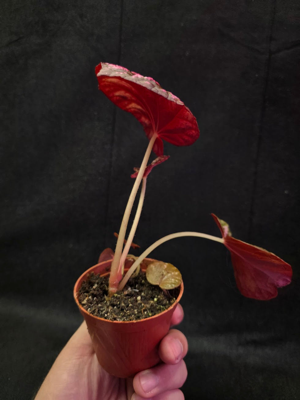 Begonia Candy Stripe #01