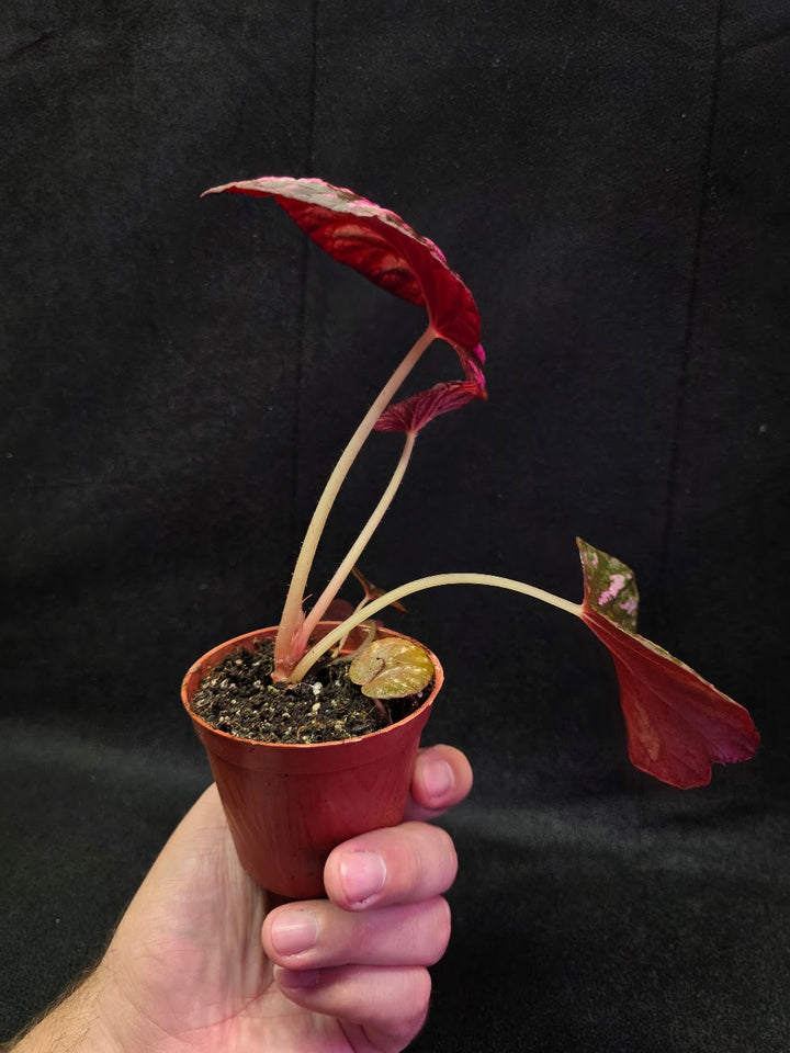 Begonia Candy Stripe #01