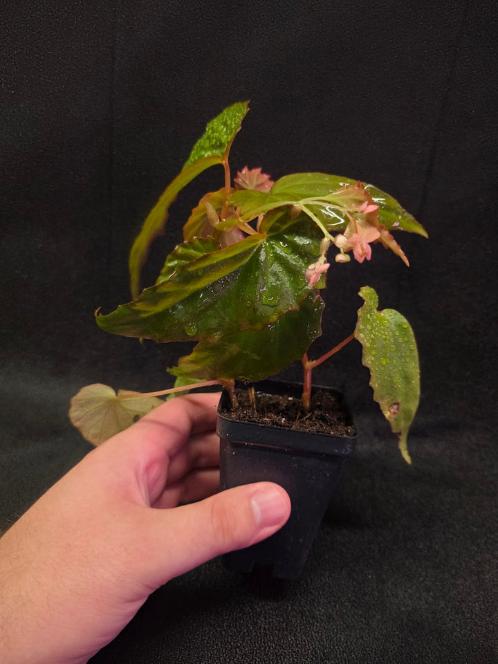 Begonia Sp. Borneensis #01