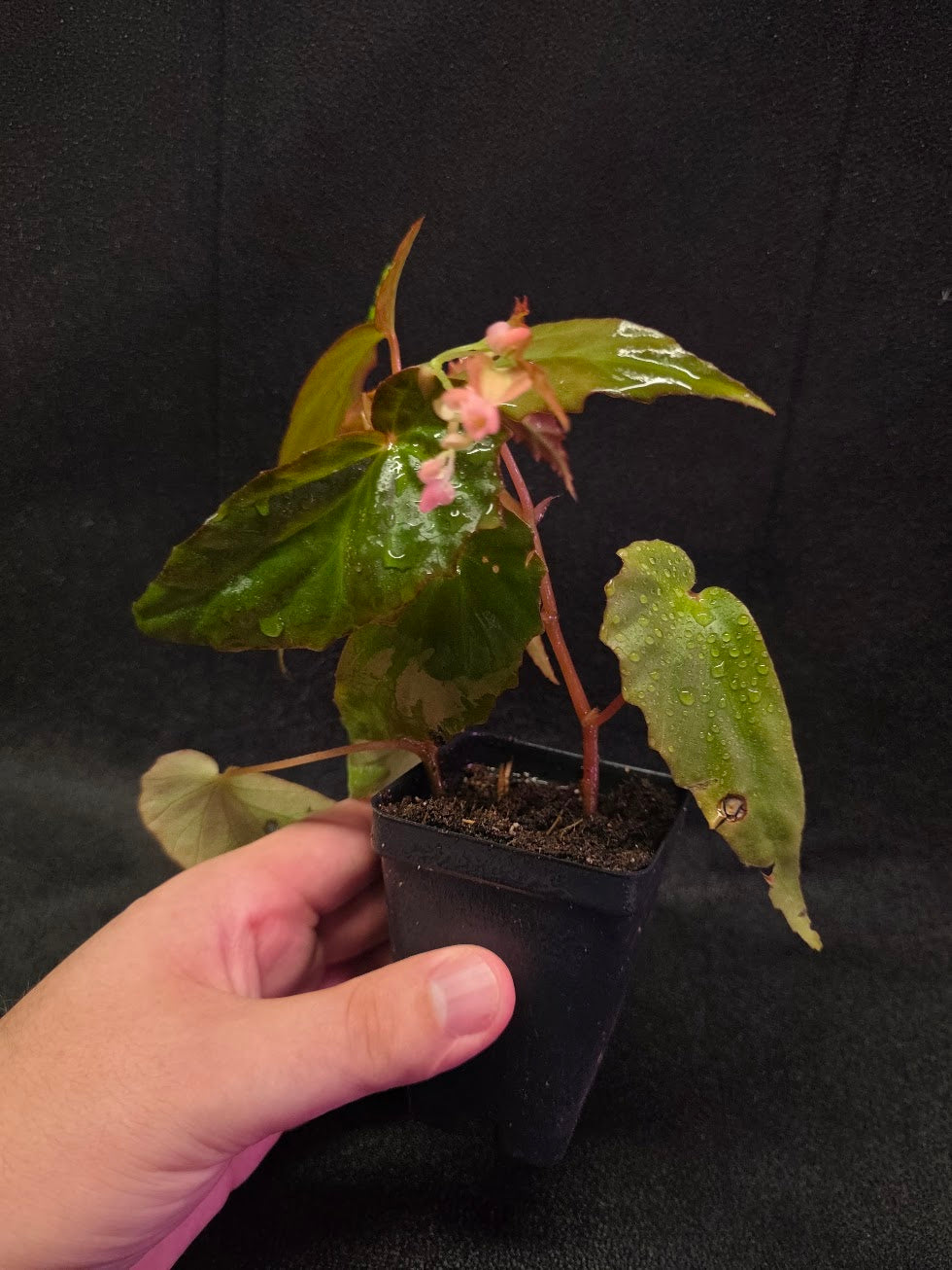 Begonia Sp. Borneensis #01