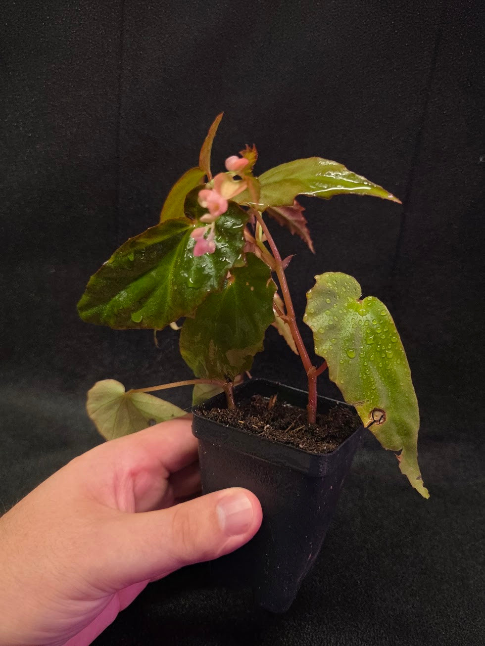 Begonia Sp. Borneensis #01