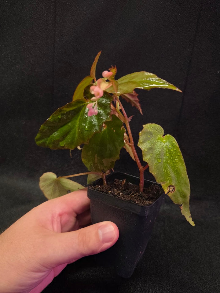 Begonia Sp. Borneensis #01